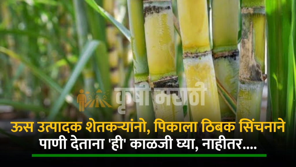 Sugarcane Farming