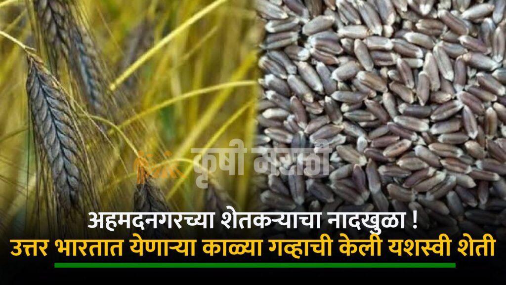 Ahmednagar Farmer Success Story