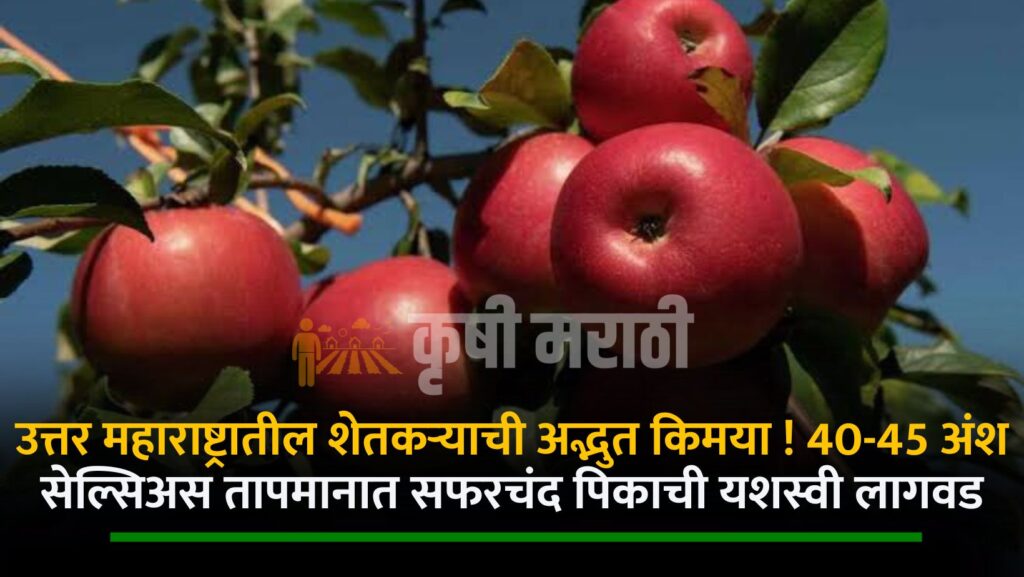 Apple Farming In Maharashtra