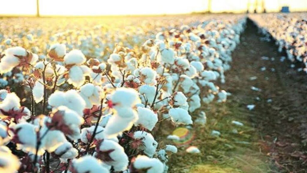 Cotton Farming