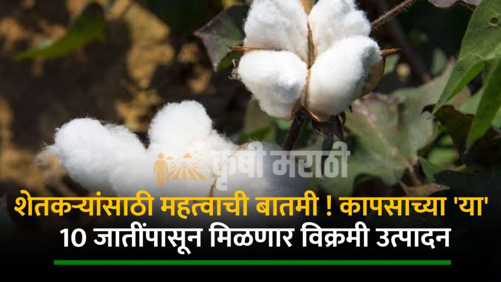 Cotton Farming