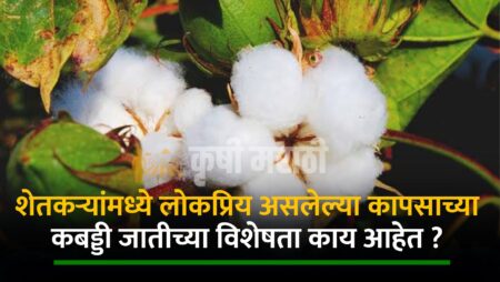 Cotton Farming