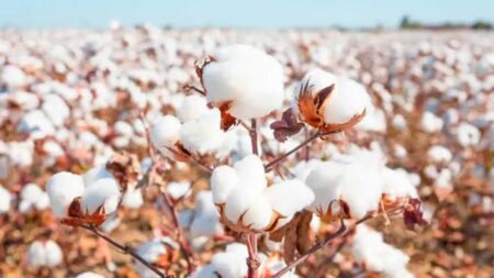 Cotton Rate