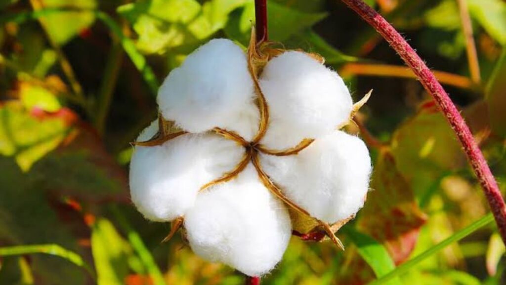 Cotton Variety For Maharashtra