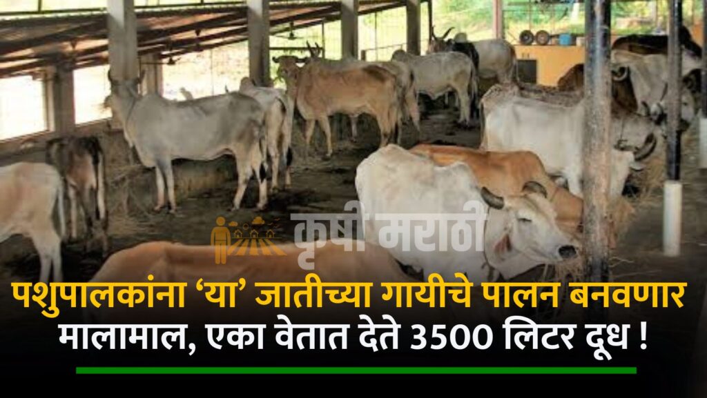 Cow Farming