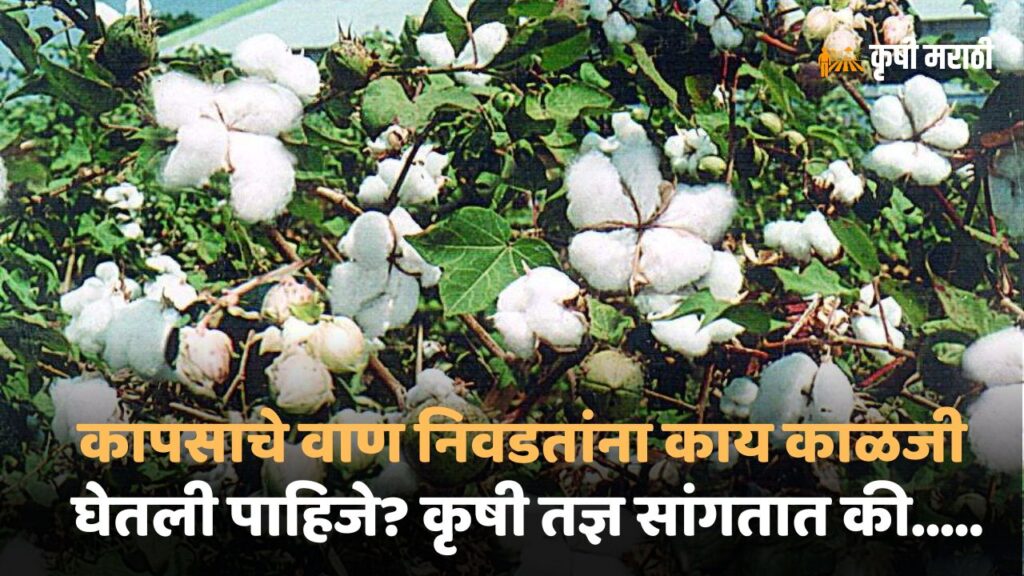 Cotton Farming