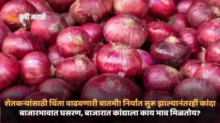 Maharashtra Onion Rate