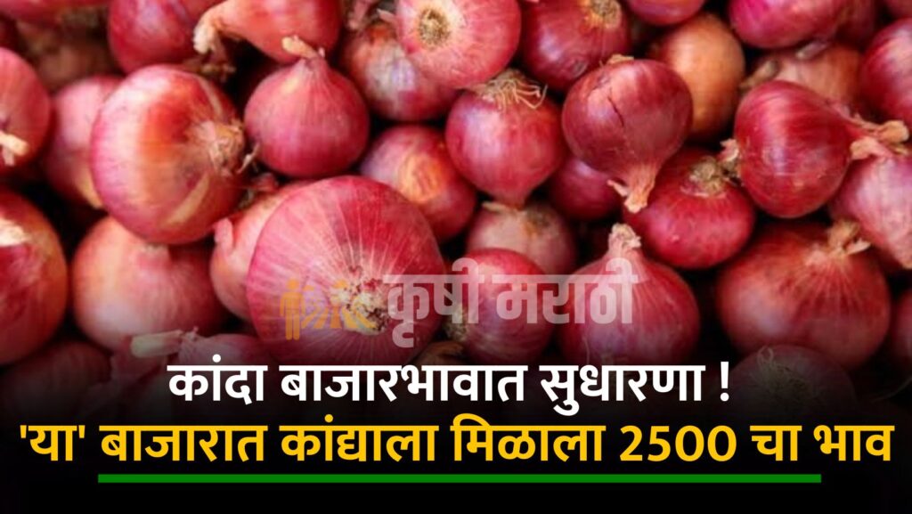 Onion Rate