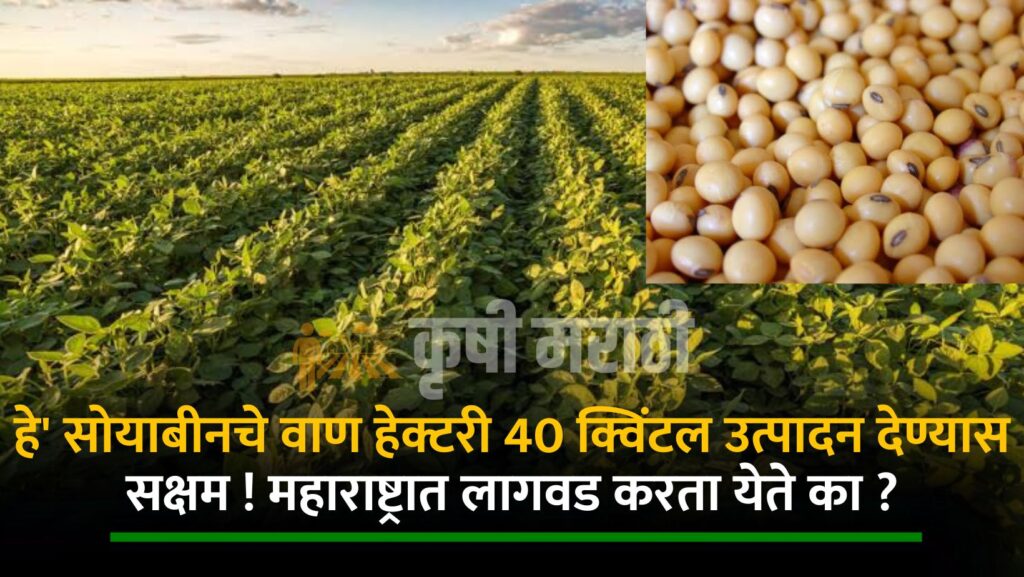 Soybean Farming