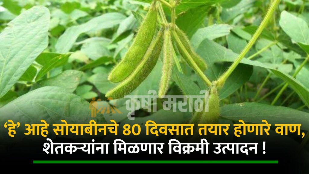 Soybean Farming