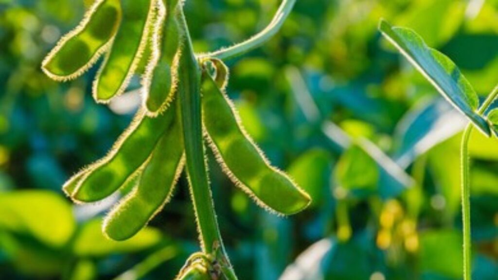 Soybean Farming