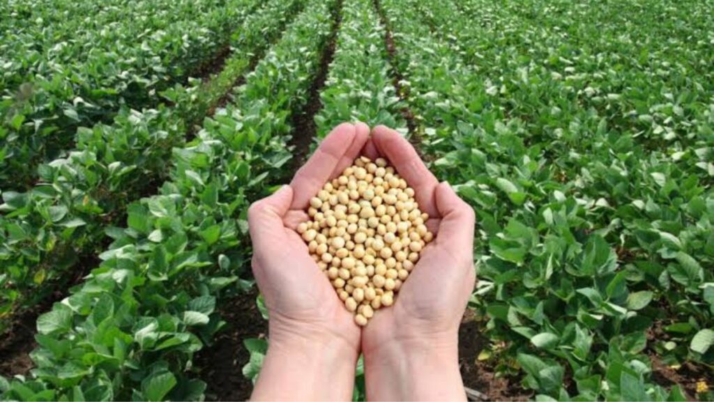 Soybean Farming