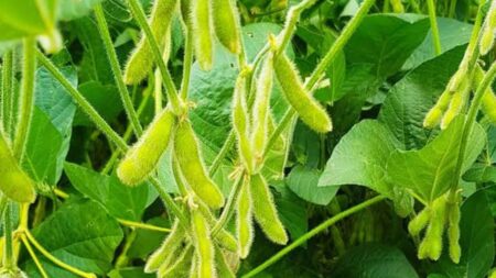 Soybean Farming