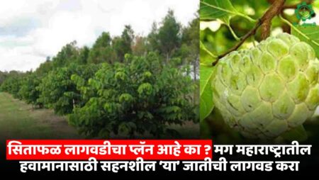 Custard Apple Variety For Maharashtra