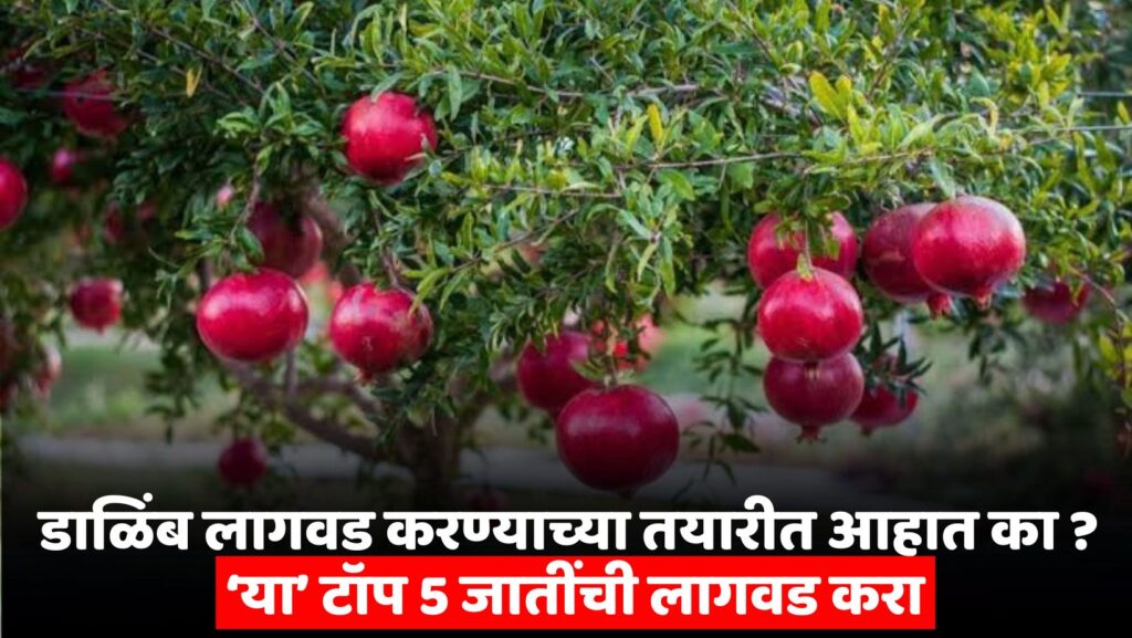 Pomegranate Farming