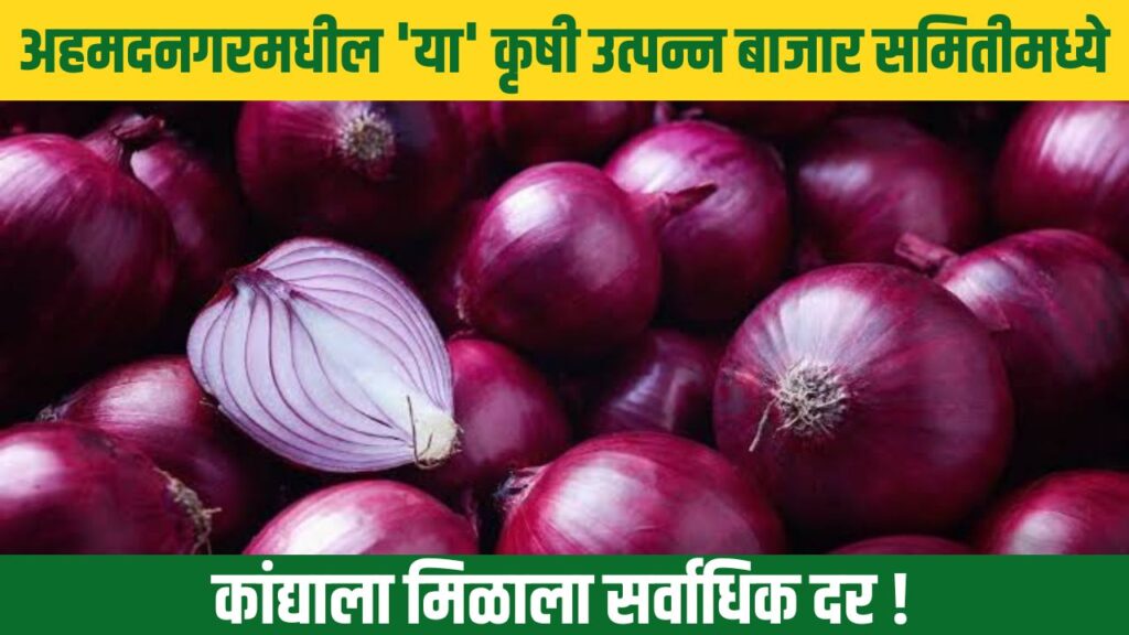 Ahmednagar Onion Rate