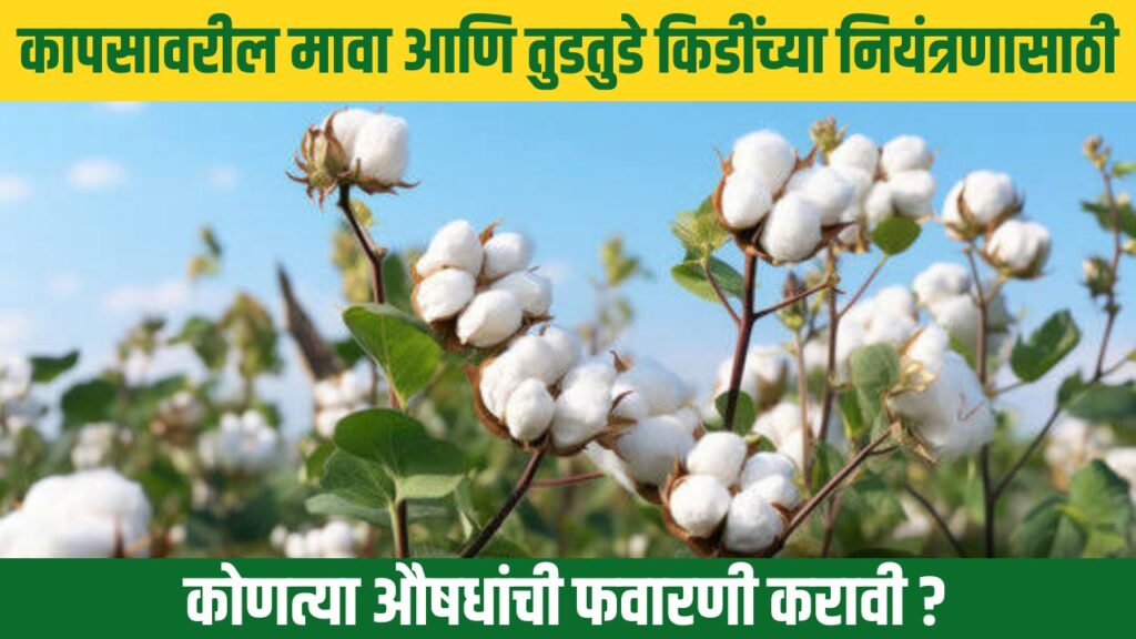 Cotton Farming