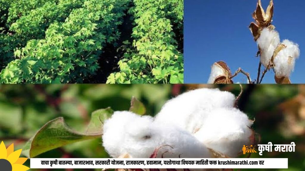 Cotton Farming