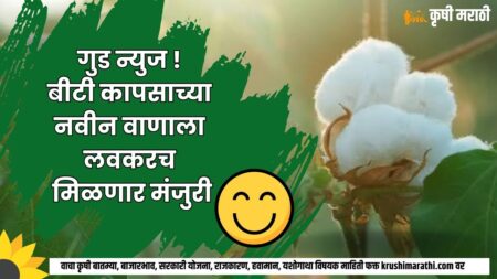 Cotton New BT Variety