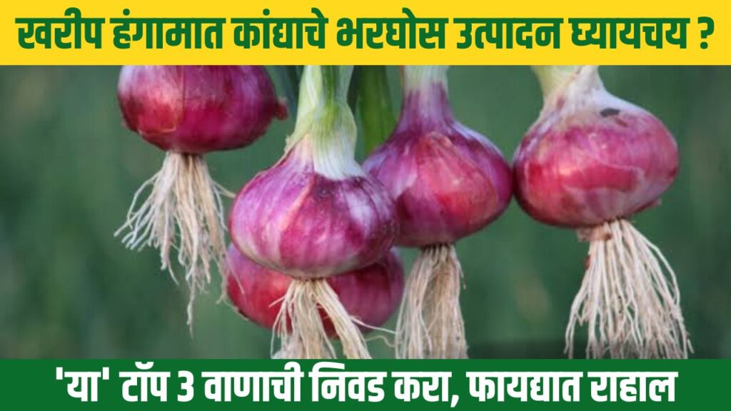 Kharif Onion Market News