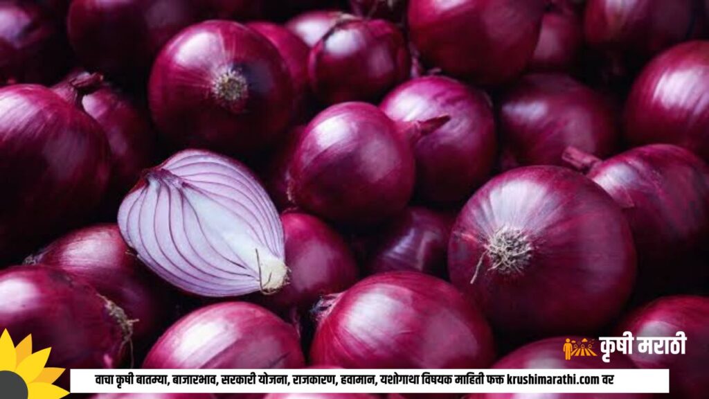 Maharashtra Onion Market Rate