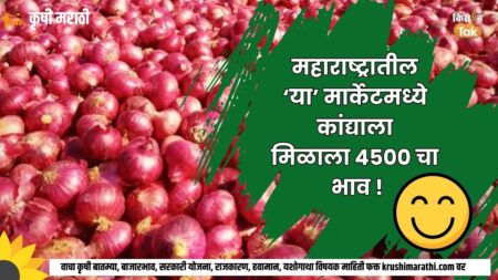 Maharashtra Onion Rate