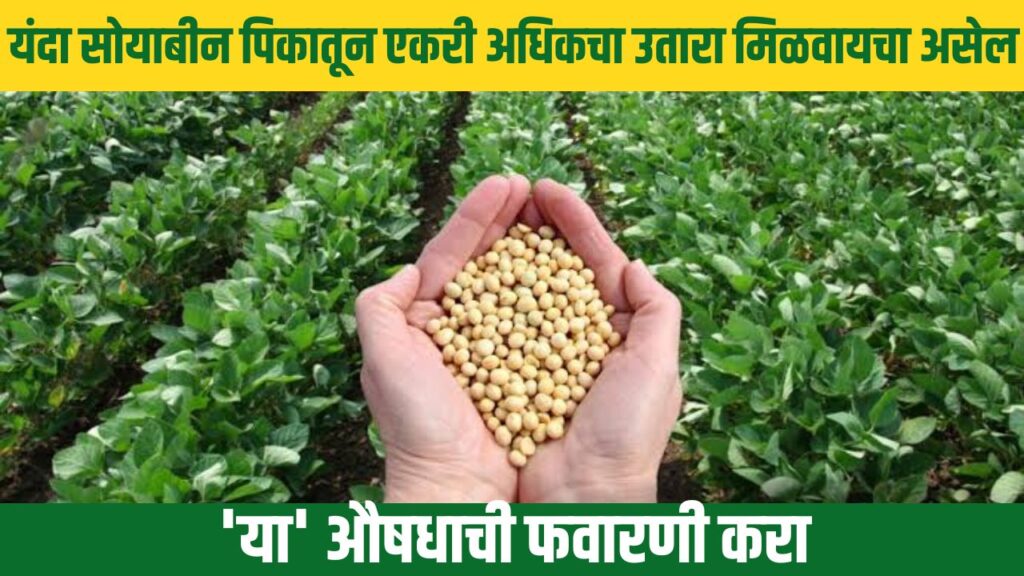 Soybean Farming