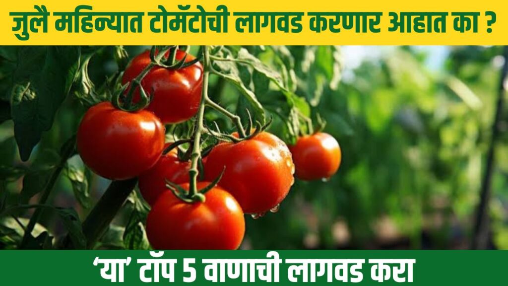 Tomato Farming