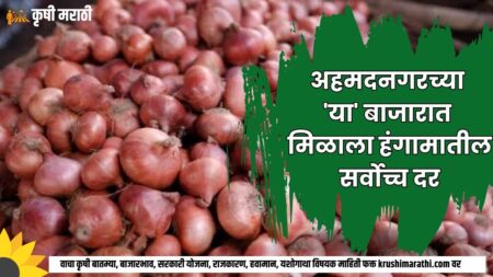 Ahmednagar Onion Price