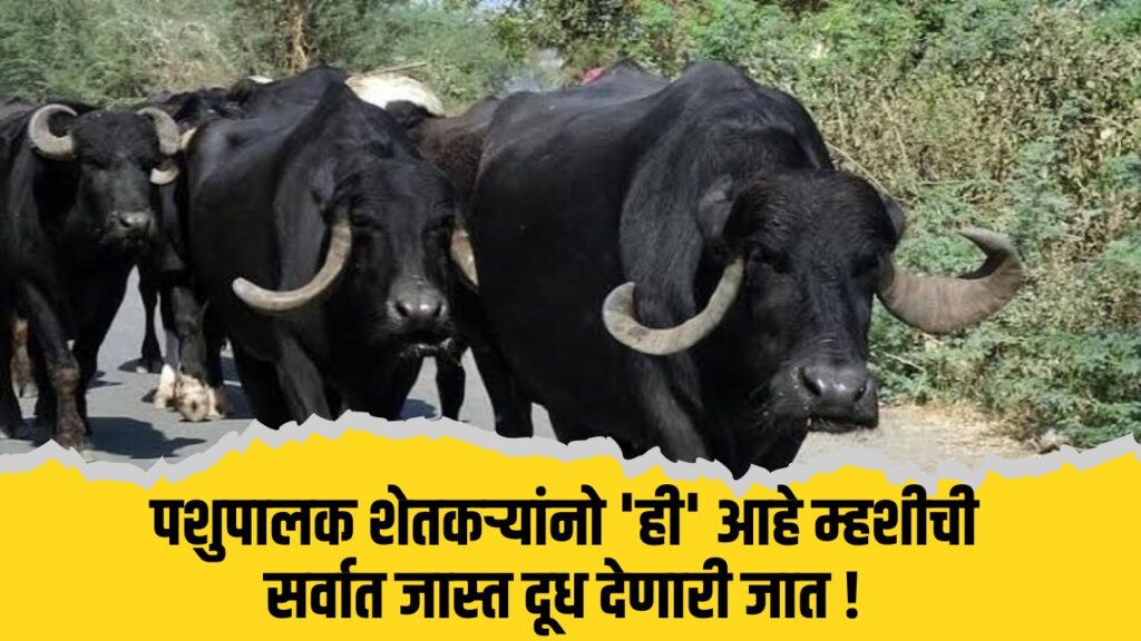 Buffalo Farming