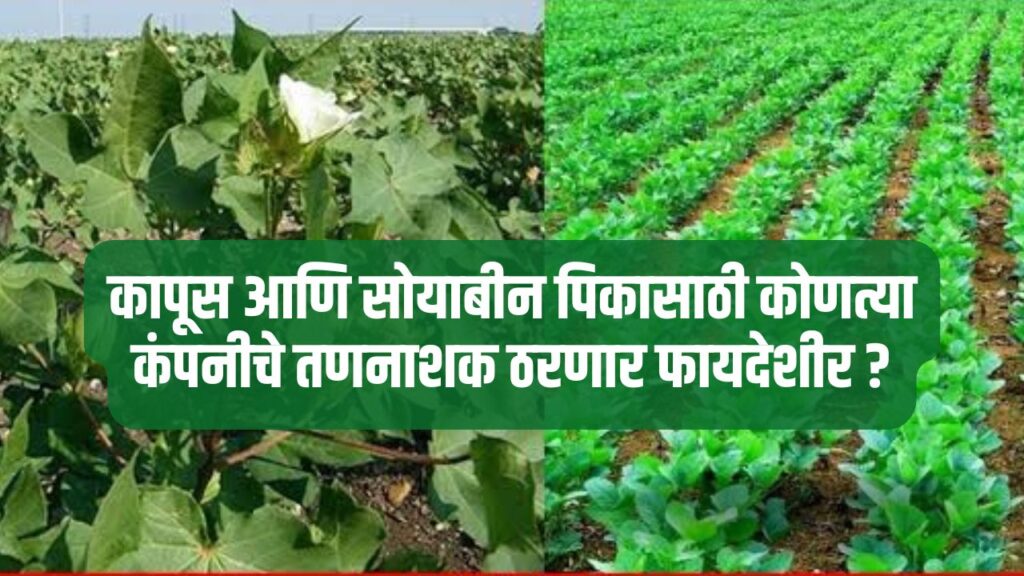 Cotton And Soybean Farming