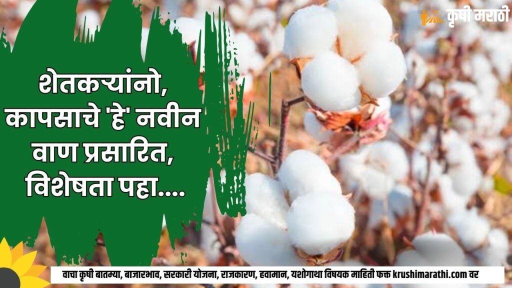 Cotton Farming