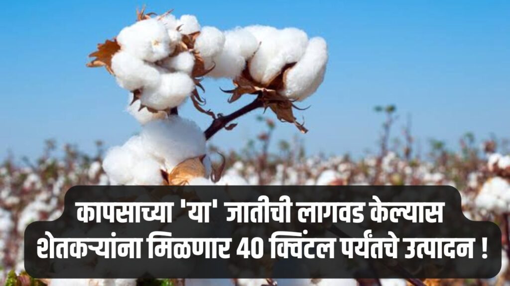 Cotton Farming