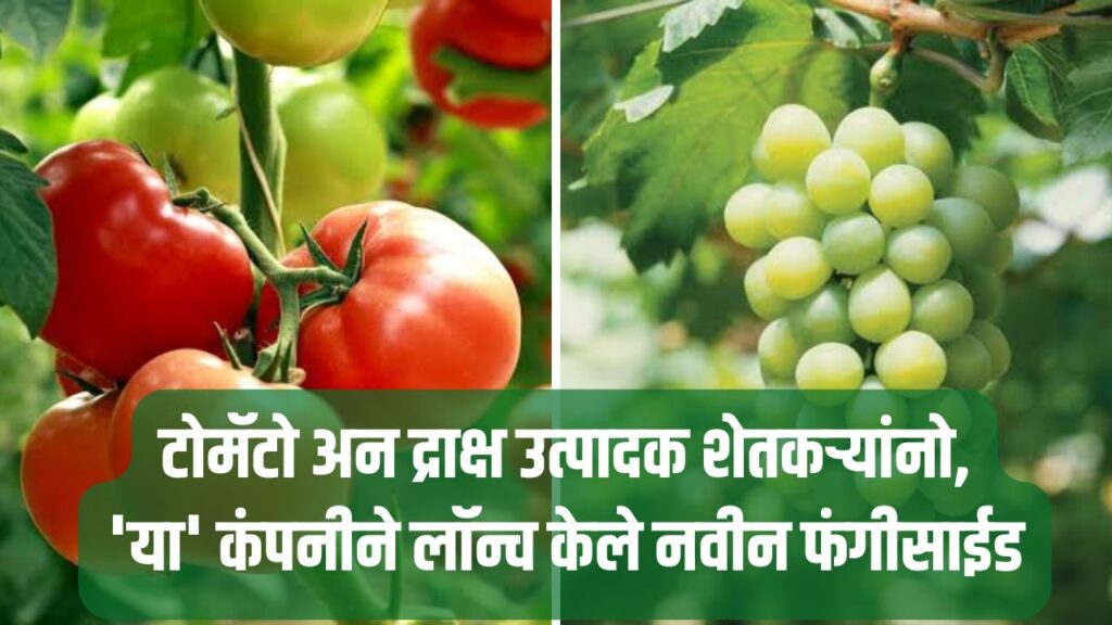 Grape And Tomato Farming