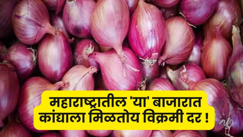 Onion Rate Maharashtra