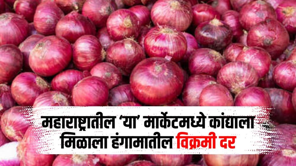 Onion Rate Maharashtra