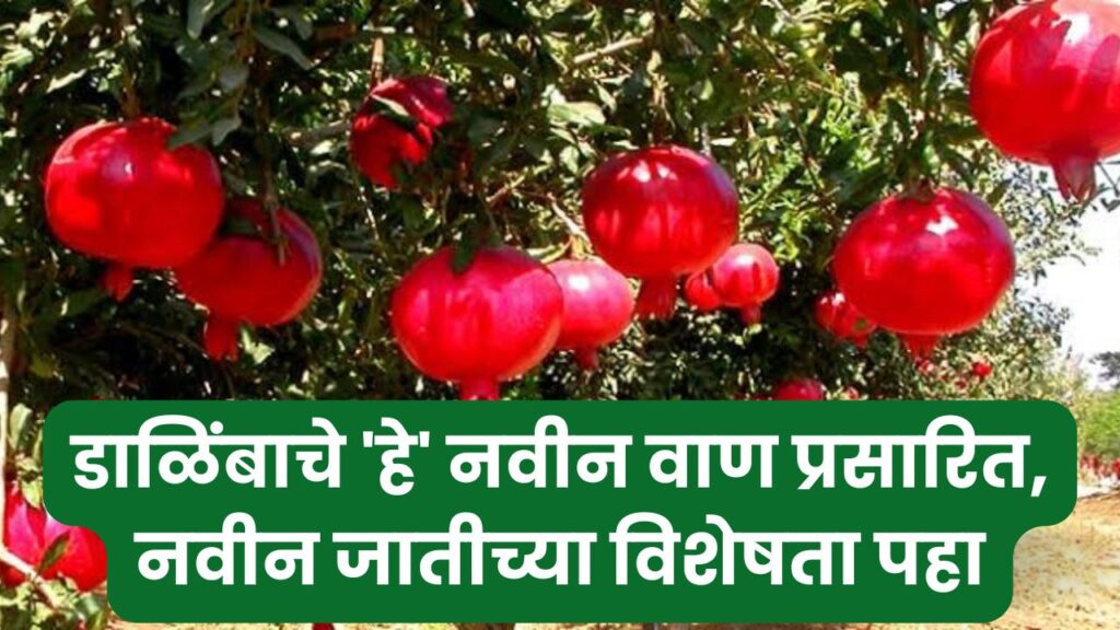 Pomegranate New Variety