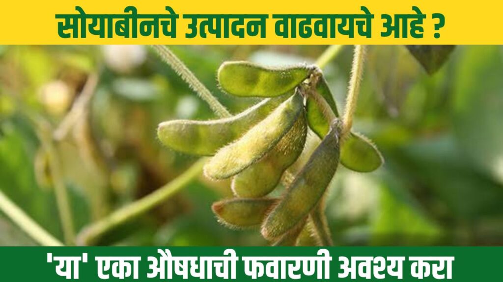 Soybean Farming