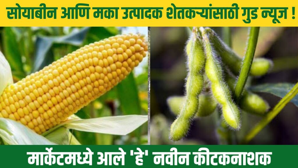 Soybean and Maize Farming