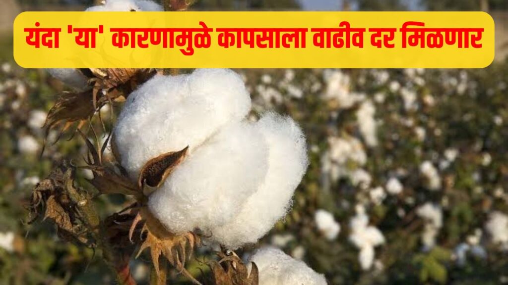 Cotton Price