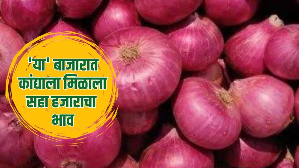 Maharashtra Onion Rate