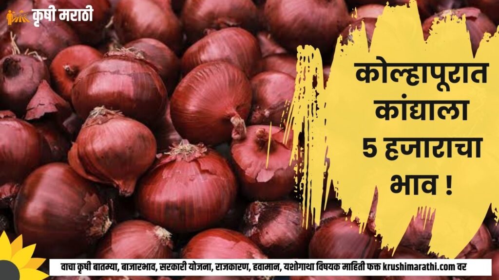 Maharashtra Onion Rate