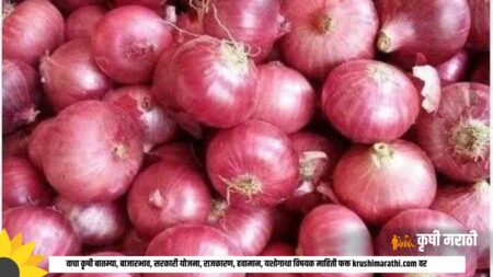 Onion Rate Maharashtra News