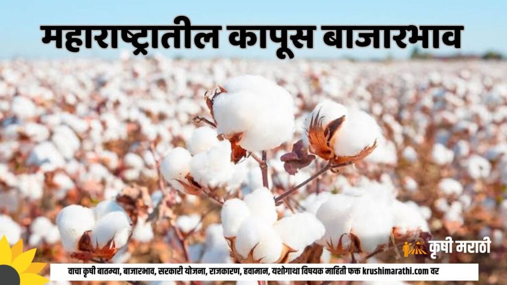 Maharashtra Cotton Rate