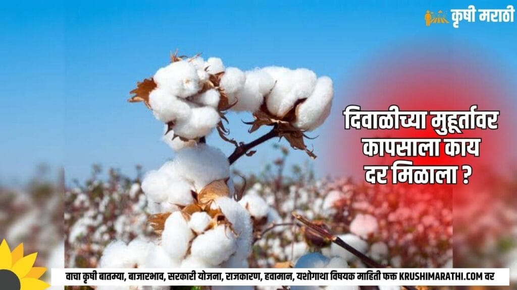 Maharashtra Cotton Rate