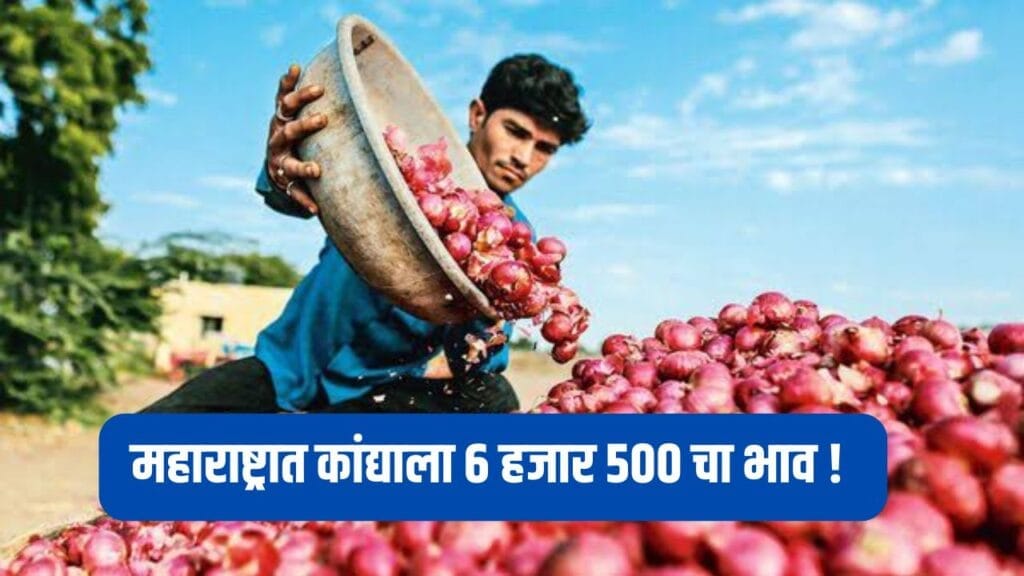 Maharashtra Onion Rate