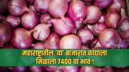 Maharashtra Onion Rate