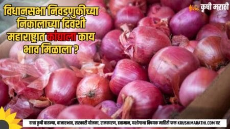 Maharashtra Onion Rate