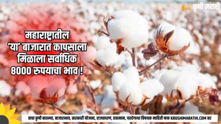 Cotton Rate Maharashtra