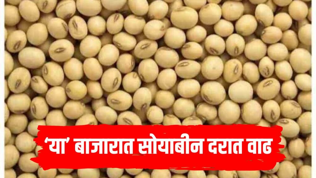 Maharashtra Soybean Rate